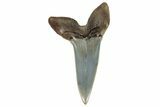 Fossil Shortfin Mako Shark Tooth - South Carolina #269965-1